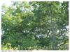 Arbre a tailler