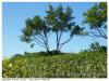 Arbre de pose