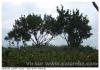 Arbre de pose