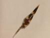 Plume de peintre
