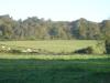 Palombes au milieu des vaches