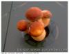 BOUQUET DE CEPES