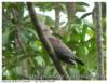 Pigeon sauvage