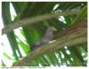 Pigeon sauvage