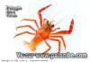 Precision du crabe rouge