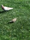 Quel est cet oiseau