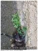 Quelle est cette plante?