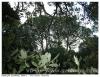 Arbres de pose