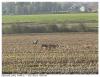 Chasse a l affut