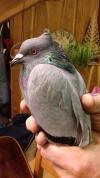 Voilà mon pigeon a