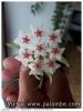 Plante grasse