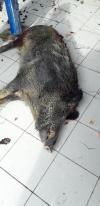 Chasse