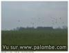 arrivages de pluviers sur pluviers