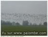pluviers