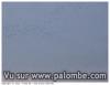 palombes