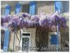 Glycine Ms de La Tapis