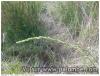 Asperge