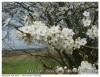 Le printemps