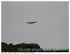 Vautour