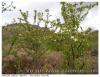 Prunus pinosa