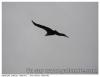 Vautour