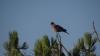 Oiseau bizarre mdr