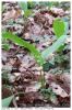 le temps du muguet