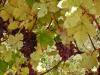 les vendanges