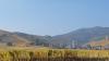 vignoble alsacien