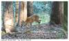 Jeune brocard