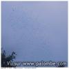 vol de palombe