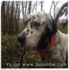 Mon setter tricolore mâle