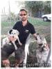 La famille setter