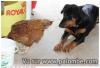 chien