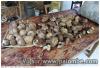 CHAMPIGNON