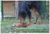 chien
