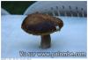 champignon