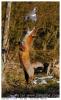 Renard , Palombe