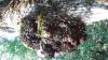 arbre