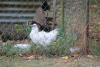 POULE DE COLLECTION