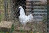 POULE DE COLLECTION