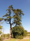ARBRE