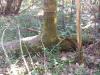 ARBRES
