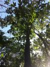ARBRES