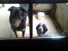 chien