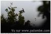 Est si on parler palombes