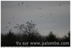 palombe qui hiverne