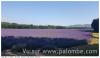 vacance en provence a sault