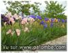 iris 2013