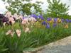 iris 2013